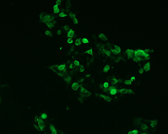 The plasmid was transfected into 293H adherent cells with Sinofection reagent (Cat# STF01). After 48 h, Immunofluorescence staining of cells. Cells were fixed with 4% PFA, permeabilzed with 0.3% Triton X-100 in PBS, blocked with 10% serum, and incubated with Mouse anti-Flag Tag monoclonal antibody (CST#8146S) at 37℃ 1 hour. Then cells were stained with Goat Anti-mouse IgG secondary antibody. The fluorescent signal is detected by fluorescence microscope. Each expression experiment has negative control.