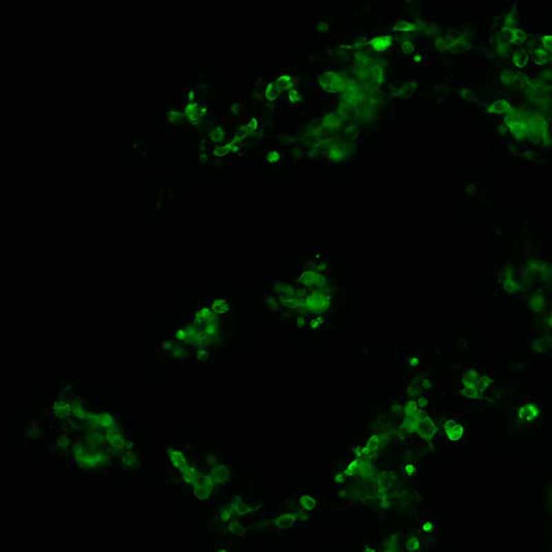 The plasmid was transfected into 293H adherent cells with Sinofection reagent (Cat# STF01). After 48 h, Immunofluorescence staining of cells. Cells were fixed with 4% PFA, permeabilzed with 0.3% Triton X-100 in PBS, blocked with 10% serum, and incubated with Mouse anti-Flag Tag monoclonal antibody (CST#8146S) at 37℃ 1 hour. Then cells were stained with Goat Anti-mouse IgG secondary antibody. The fluorescent signal is detected by fluorescence microscope. Each expression experiment has negative control.