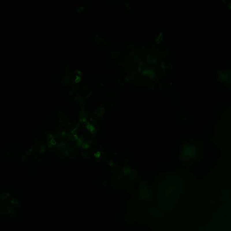 The plasmid was transfected into 293H adherent cells with Sinofection reagent (Cat# STF01). After 48 h, Immunofluorescence staining of cells. Cells were fixed with 4% PFA, permeabilzed with 0.3% Triton X-100 in PBS, blocked with 10% serum, and incubated with Mouse anti-Flag Tag monoclonal antibody (CST#8146S) at 37℃ 1 hour. Then cells were stained with Goat Anti-mouse IgG secondary antibody. The fluorescent signal is detected by fluorescence microscope. Each expression experiment has negative control.