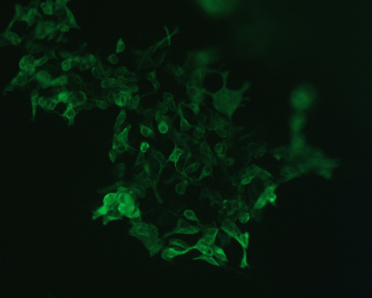 The plasmid was transfected into 293H adherent cells with Sinofection reagent (Cat# STF01). After 48 h, Immunofluorescence staining of cells. Cells were fixed with 4% PFA, permeabilzed with 0.3% Triton X-100 in PBS, blocked with 10% serum, and incubated with Mouse anti-Flag Tag monoclonal antibody (CST#8146S) at 37℃ 1 hour. Then cells were stained with Goat Anti-mouse IgG secondary antibody. The fluorescent signal is detected by fluorescence microscope. Each expression experiment has negative control.