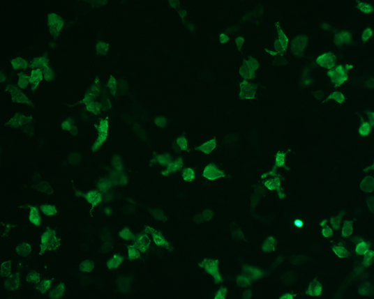 The plasmid was transfected into 293H adherent cells with Sinofection reagent (Cat# STF01). After 48 h, Immunofluorescence staining of cells. Cells were fixed with 4% PFA, permeabilzed with 0.3% Triton X-100 in PBS, blocked with 10% serum, and incubated with Mouse anti-Flag Tag monoclonal antibody (CST#8146S) at 37℃ 1 hour. Then cells were stained with Goat Anti-mouse IgG secondary antibody. The fluorescent signal is detected by fluorescence microscope. Each expression experiment has negative control.