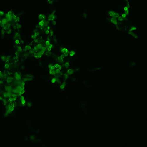 The plasmid was transfected into 293H adherent cells with Sinofection reagent (Cat# STF01). After 48 h, Immunofluorescence staining of cells. Cells were fixed with 4% PFA, permeabilzed with 0.3% Triton X-100 in PBS, blocked with 10% serum, and incubated with Mouse anti-Flag Tag monoclonal antibody (CST#8146S) at 37℃ 1 hour. Then cells were stained with Goat Anti-mouse IgG secondary antibody. The fluorescent signal is detected by fluorescence microscope. Each expression experiment has negative control.