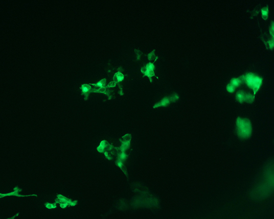 The plasmid was transfected into 293H adherent cells with Sinofection reagent (Cat# STF01). After 48 h, Immunofluorescence staining of cells. Cells were fixed with 4% PFA, permeabilzed with 0.3% Triton X-100 in PBS, blocked with 10% serum, and incubated with Mouse anti-Flag Tag monoclonal antibody (CST#8146S) at 37℃ 1 hour. Then cells were stained with Goat Anti-mouse IgG secondary antibody. The fluorescent signal is detected by fluorescence microscope. Each expression experiment has negative control.