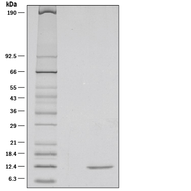 1 µg/lane of Recombinant Rat beta -NGF was resolved with SDS-PAGE under reducing (R) conditions and visualized by silver staining, showing a single band at 12 kDa.