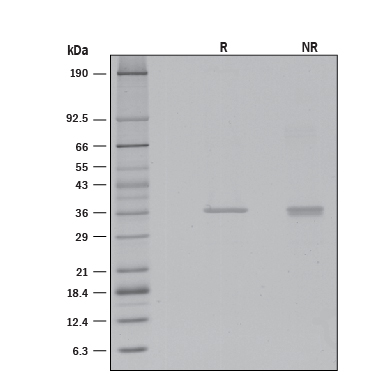 1 μg/lane ofRecombinant Human CTRP4/C1qTNF4 (Catalog # 8357-TN)was resolved with SDS-PAGE under reducing (R) and non-reducing (NR) conditionsand visualized by silver staining, showing R bands at 36.7 and 36.9 kDa, respectively.