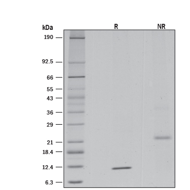 1 μg/lane of Recombinant HumanTGF-beta 2 (Catalog # ACFP302) was resolved with SDS-PAGE under reducing (R) andnon-reducing (NR) conditions and visualized by silver staining, showing bandsat 12.1 and 23.4 kDa, respectively.