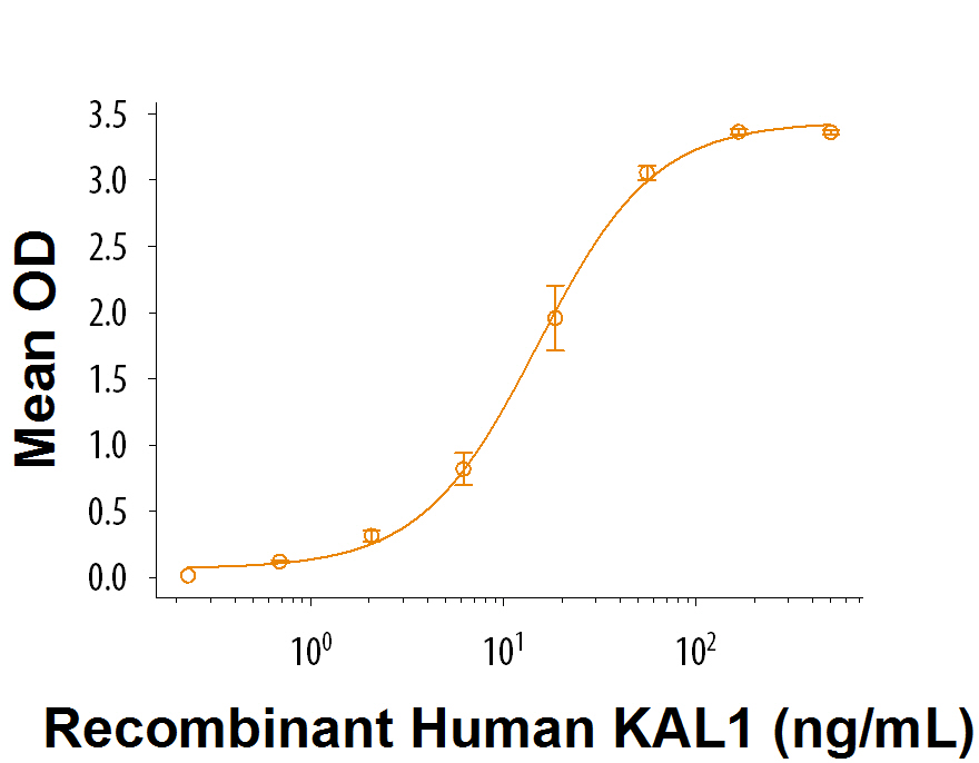 When Recombinant Human FGF basic 146 aa (Catalog # 233-FB ) is coated at 1.5 µg/mL, Recombinant Human KAL1 (Catalog # 9314-KA) binds with an ED 50 of 8-48 ng/mL.
