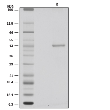 1 µg/lane of Recombinant Human GMP-grade Hepsin (Catalog # 4776-GMP) was resolved with SDS-PAGE under reducing (R) conditions and visualized by silver staining, showing a band at 43 kDa.