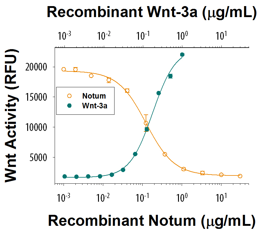 Recombinant Human Wnt-3a shows a dose responsive increase in Wnt reporter activity in HEK293 cells (green line). Recombinant Human Notum (Catalog # 9118-NM) inhibits a constant dose of 0.5 μg/mL Recombinant Human Wnt-3a (Catalog # 5036-WN). The ED 50 is typically 0.1-0.6 µg/mL (orange line).