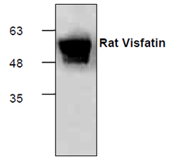 Anti-NT-4 recombinant protein used in Western blot. GTX65189