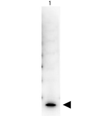 Anti-Streptavidin protein (HRP) used in Western blot. GTX27403