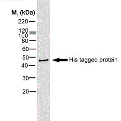 Anti-Streptavidin protein (HRP) used in Western blot. GTX27403
