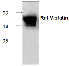 Anti-Visfatin recombinant protein used in Western blot. GTX65473