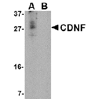 Anti-CDNF Peptide used in Western blot. GTX85431-PEP