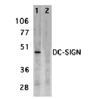 Anti-DC-SIGN peptide used in Western blot. GTX26092