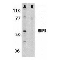 Anti-RIP3 peptide used in Western blot. GTX28464