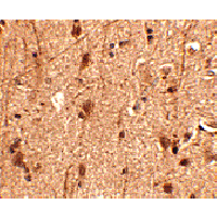 Anti-Slitrk3 Peptide used in Immunohistochemistry. GTX85417-PEP