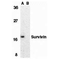 Anti-Survivin peptide used in Western blot. GTX27865