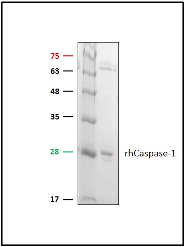 Anti-Caspase 1 recombinant protein used in Western blot. GTX65026