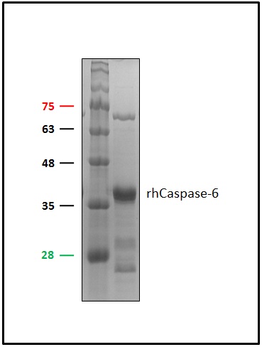 Anti-Caspase 6 recombinant protein used in Western blot. GTX65038