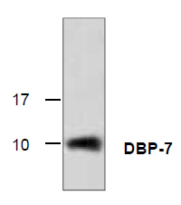 Anti-DNA Binding Protein-7 (DBP-7) recombinant protein used in Western blot. GTX65431