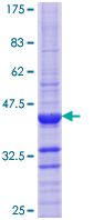 ab114502 analysed by 12.5% SDS-PAGE and stained with Coomassie Blue.
