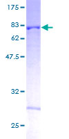 ab161327 on a 12.5% SDS-PAGE stained with Coomassie Blue.