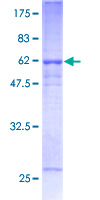 12.5% SDS-PAGE analysis of ab152472 stained with Coomassie Blue.