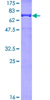 ab158745 on a 12.5% SDS-PAGE stained with Coomassie Blue.