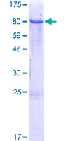 ab158748 on a 12.5% SDS-PAGE stained with Coomassie Blue.