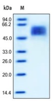 SDS-PAGE analysis of reduced ab167745 and staining overnight with Coomassie Blue. DTT-reduced protein migrates as 55-65 kDa in SDS-PAGE due to glycosylation.