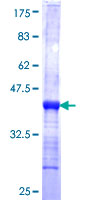 ab158754 on a 12.5% SDS-PAGE stained with Coomassie Blue.