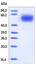 SDS-PAGE analysis of reduced ab167753 stained overnight with Coomassie Blue.