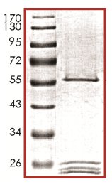 SDS-PAGE analysis of ab133139.
