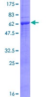 12.5% SDS-PAGE analysis of ab152713 stained with Coomassie Blue.