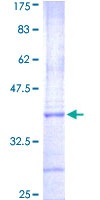 12.5% SDS-PAGE analysis of ab152714 stained with Coomassie Blue.