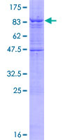 ab163874 on a 12.5% SDS-PAGE stained with Coomassie Blue.
