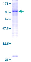 ab153169 on a 12.5% SDS-PAGE stained with Coomassie Blue.