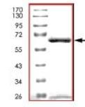 The purity of ab84539 was determined to be >90% by SDS-PAGE. Molecular Weight: 67 kDa.