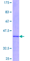 ab152902 on a 12.5% SDS-PAGE stained with Coomassie Blue.