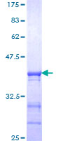 ab153001 on a 12.5% SDS-PAGE stained with Coomassie Blue.