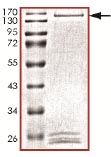 SDS-PAGE analysis of ab135217.