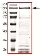 SDS-PAGE analysis of ab135218.