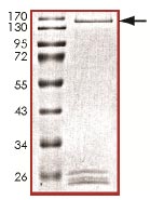 SDS-PAGE analysis of ab135219.