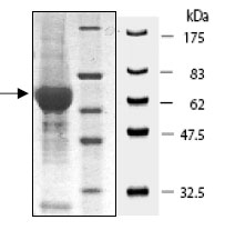 SDS-PAGE showing ab80251 at approximately 67kDa (7µg).
