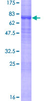 ab153548 on a 12.5% SDS-PAGE stained with Coomassie Blue.