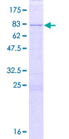 ab160664 on a 12.5% SDS-PAGE stained with Coomassie Blue.