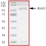 ab60859 on SDS-PAGE, MW ~103 kDa.