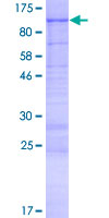 ab163624 on a 12.5% SDS-PAGE stained with Coomassie Blue.