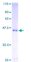 ab163626 on a 12.5% SDS-PAGE stained with Coomassie Blue.